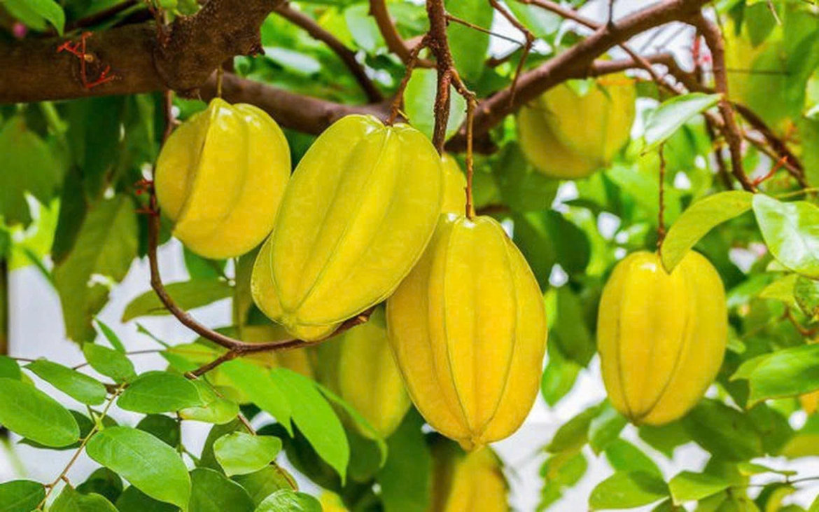 qua khe tu mon an quen thuoc den kho dinh duong tu nhien hinh anh 1