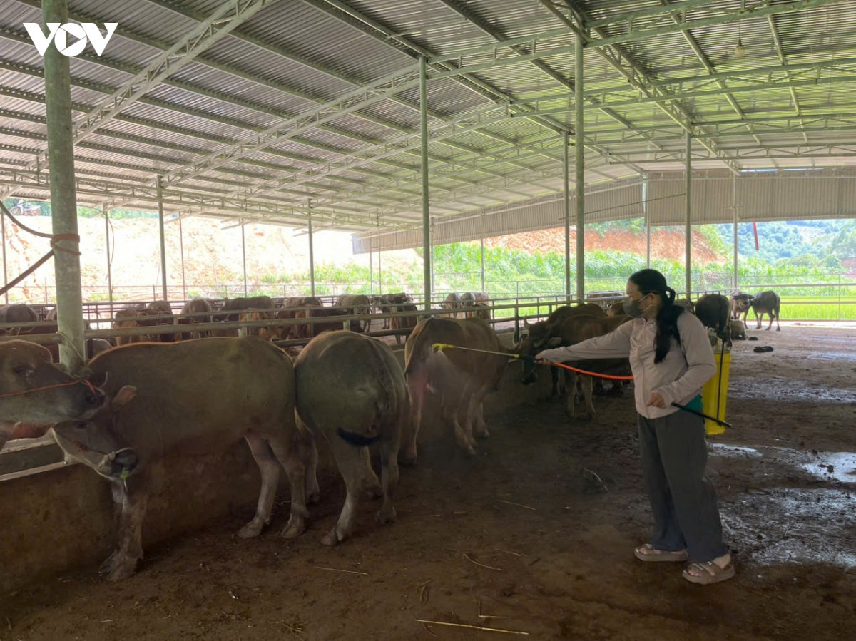 tập trung khống chế dịch lở mồm long móng tại chợ trâu bò lớn nhất thái nguyên hình ảnh 1 tap trung khong che dich lo mom long mong tai cho trau bo lon nhat thai nguyen hinh anh 1