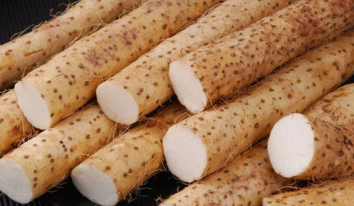 Theo các tài liệu chuyên ngành, củ mài có vị ngọt, tính bình, tác dụng bổ tỳ vị, ích tâm phế và bổ thận (Ảnh minh họa)