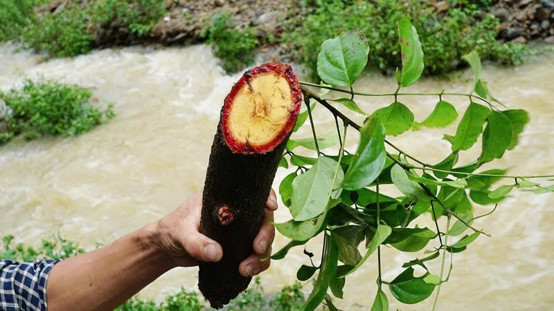 cây cỏ máu có công dụng gì mà được ví như thảo dược quý hình ảnh 1 cay co mau co cong dung gi ma duoc vi nhu thao duoc quy hinh anh 1