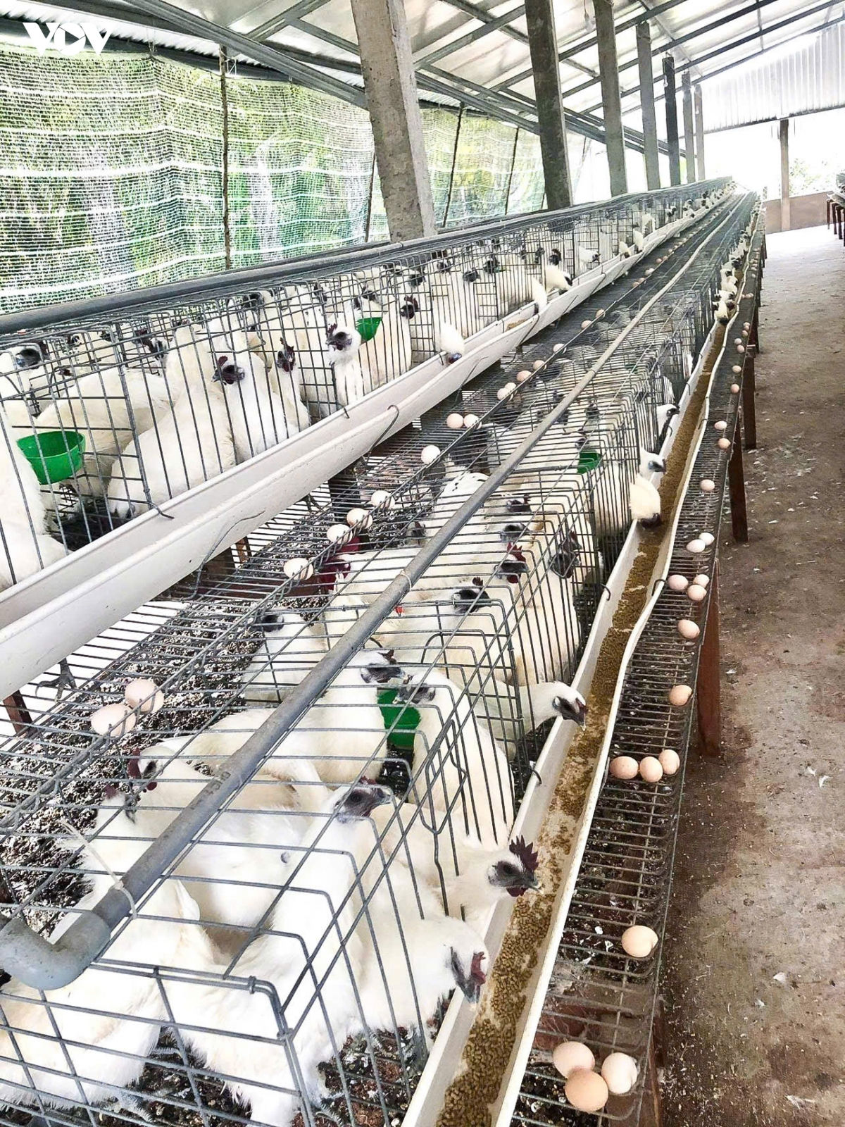 khẩn trương dập ổ dịch cúm a h5n1 trên đàn vịt tại Đồng tháp hình ảnh 2 khan truong dap o dich cum a h5n1 tren dan vit tai Dong thap hinh anh 2