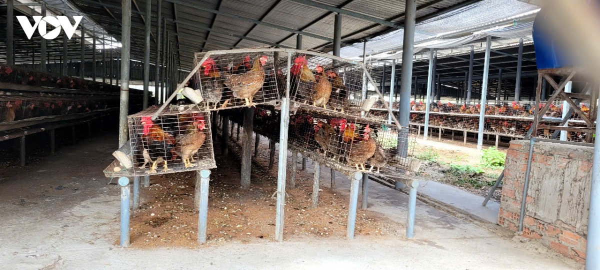 khẩn trương dập ổ dịch cúm a h5n1 trên đàn vịt tại Đồng tháp hình ảnh 1 khan truong dap o dich cum a h5n1 tren dan vit tai Dong thap hinh anh 1