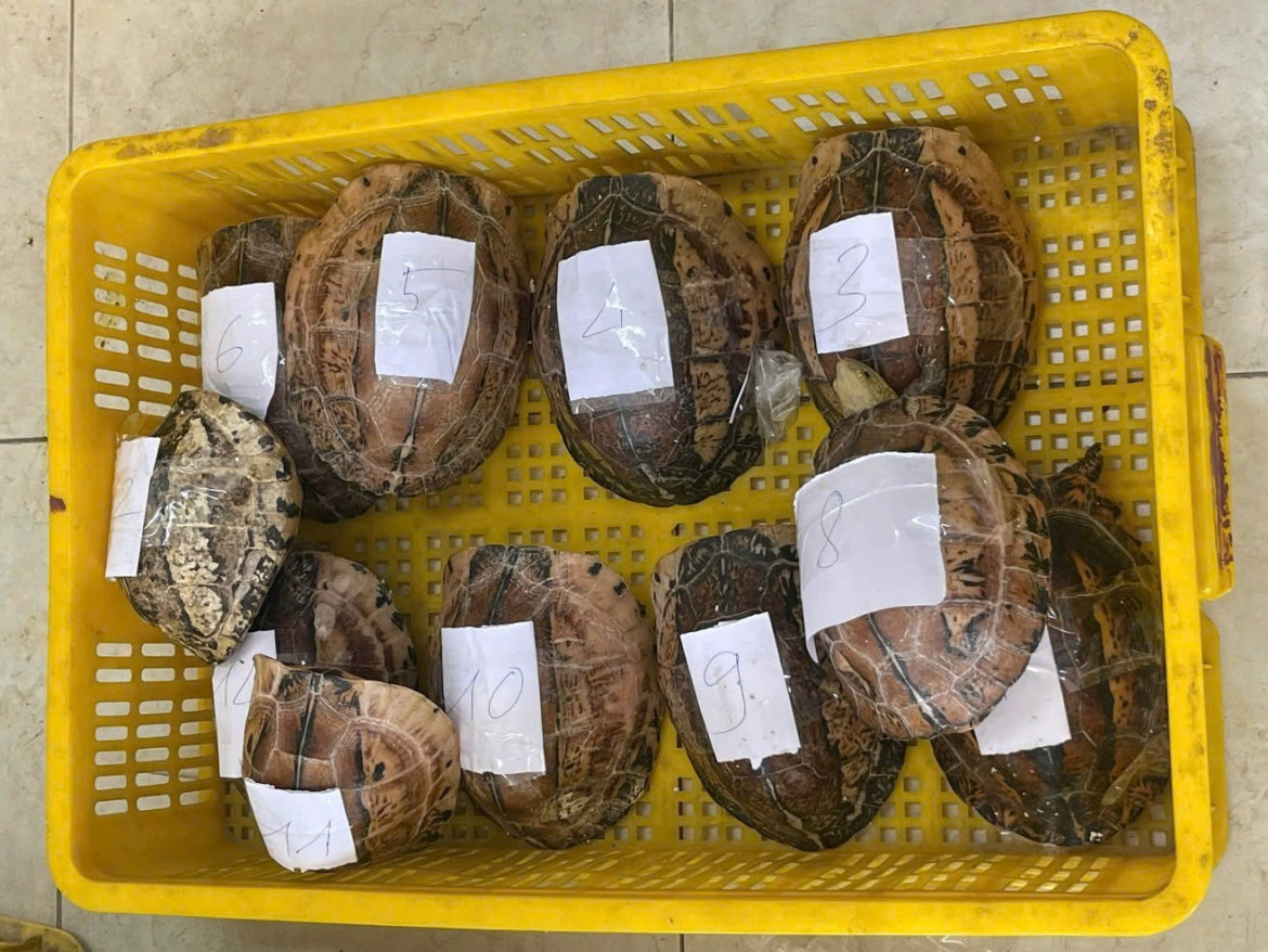 khởi tố 3 bị can, thu giữ 207 cá thể động vật hoang dã hình ảnh 2 khoi to 3 bi can, thu giu 207 ca the dong vat hoang da hinh anh 2