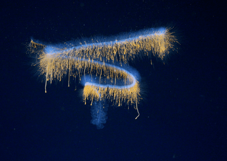 Siphonophore được ghi hình ở độ sâu 552 mét bằng hệ thống hình ảnh tiên tiến, cho phép tạo mô hình 3D chi tiết và hé lộ khả năng đây là một chi mới chưa từng được mô tả. (Ảnh: ROV SuBastian)
