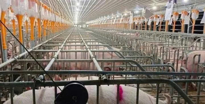 3 người chết, 4 người bị thương trong trang trại chăn nuôi hình ảnh 1 3 nguoi chet, 4 nguoi bi thuong trong trang trai chan nuoi hinh anh 1