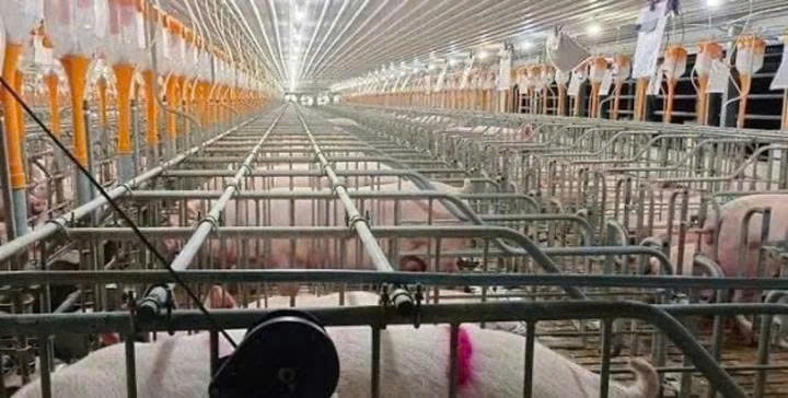 khởi tố vụ án tai nạn lao động tại trại lợn khiến 5 người tử vong ở thanh hóa hình ảnh 1 khoi to vu an tai nan lao dong tai trai lon khien 5 nguoi tu vong o thanh hoa hinh anh 1