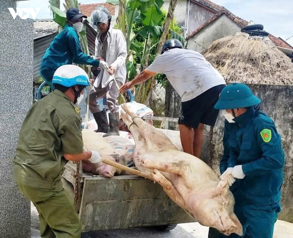 dịch tả lợn châu phi diễn biến phức tạp, nguy cơ lây lan cao tại quảng ngãi hình ảnh 1 dich ta lon chau phi dien bien phuc tap, nguy co lay lan cao tai quang ngai hinh anh 1