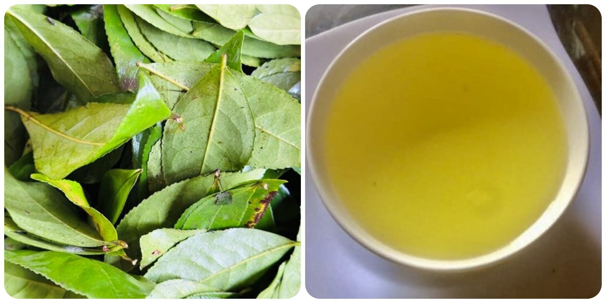 Chè xanh là thức uống quen thuộc của nhiều gia đình