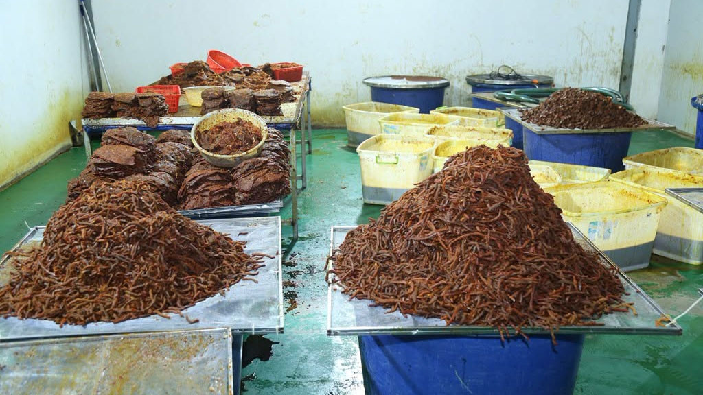triệt phá đường dây phù phép 130 tấn thịt trâu thành khô bò, bỏ túi 21 tỷ đồng hình ảnh 2 triet pha duong day phu phep 130 tan thit trau thanh kho bo, bo tui 21 ty dong hinh anh 2