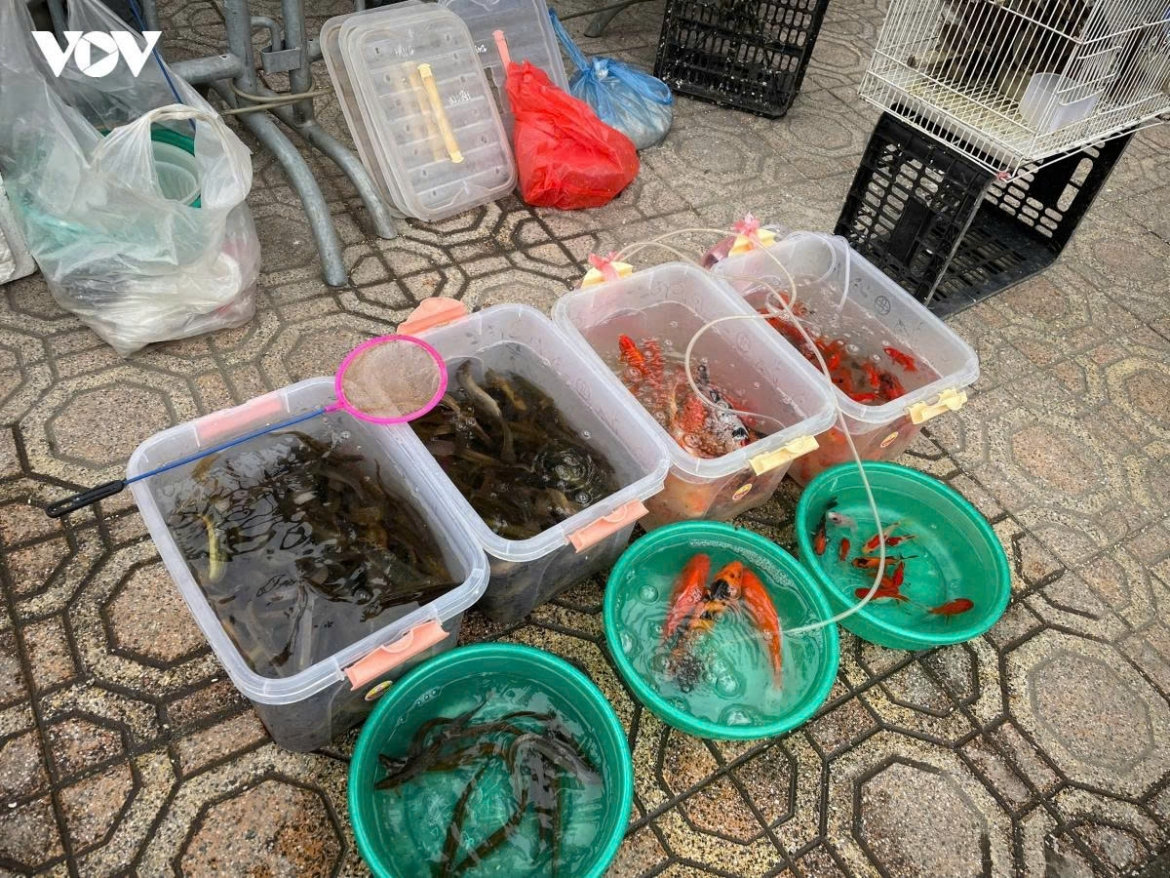 giáo hội phật giáo khuyến cáo không đặt mua, thu gom động vật để phóng sinh hình ảnh 1 giao hoi phat giao khuyen cao khong dat mua, thu gom dong vat de phong sinh hinh anh 1