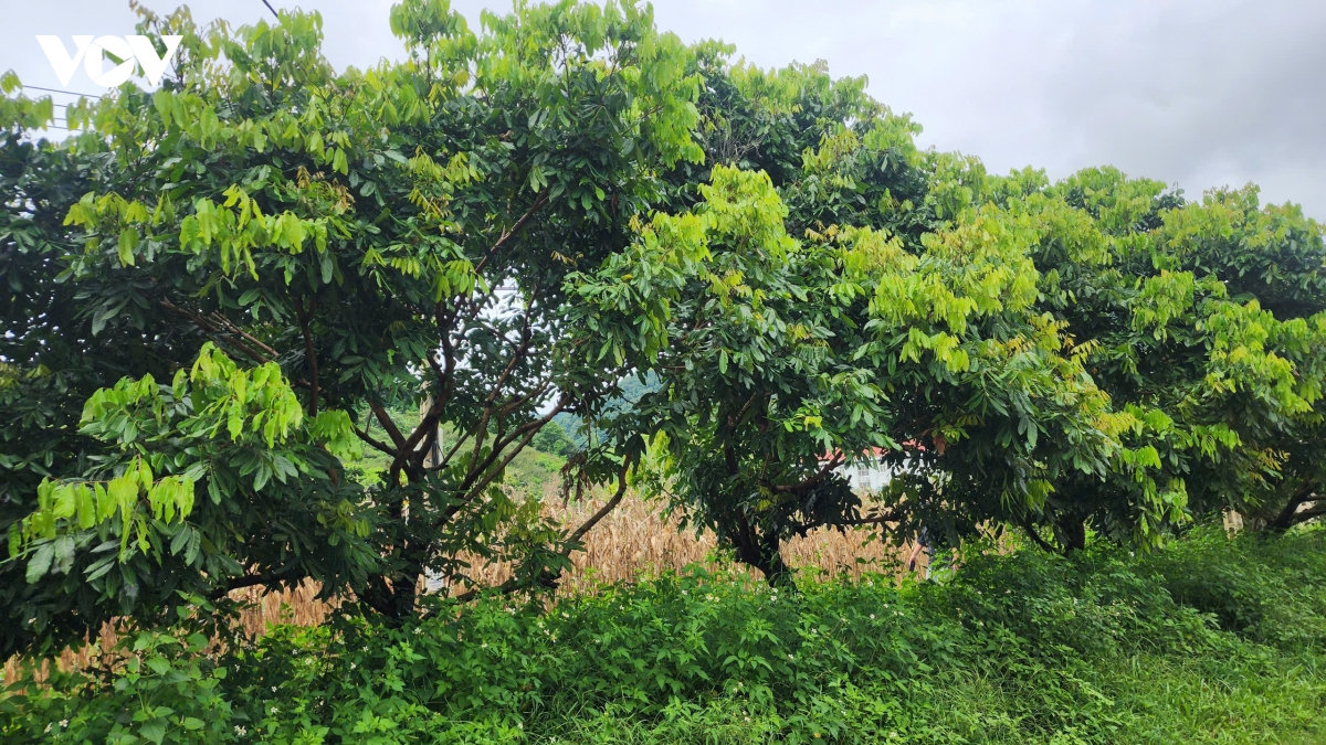 dựng trường nơi phên dậu tổ quốc nhường ruộng vườn - gieo mầm tương lai hình ảnh 1 dung truong noi phen dau to quoc nhuong ruong vuon - gieo mam tuong lai hinh anh 1