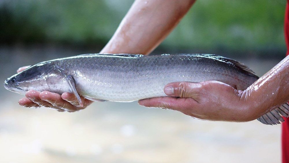 6 loại cá vừa giàu đạm, vừa phù hợp cho người giảm cân hình ảnh 2 6 loai ca vua giau dam, vua phu hop cho nguoi giam can hinh anh 2