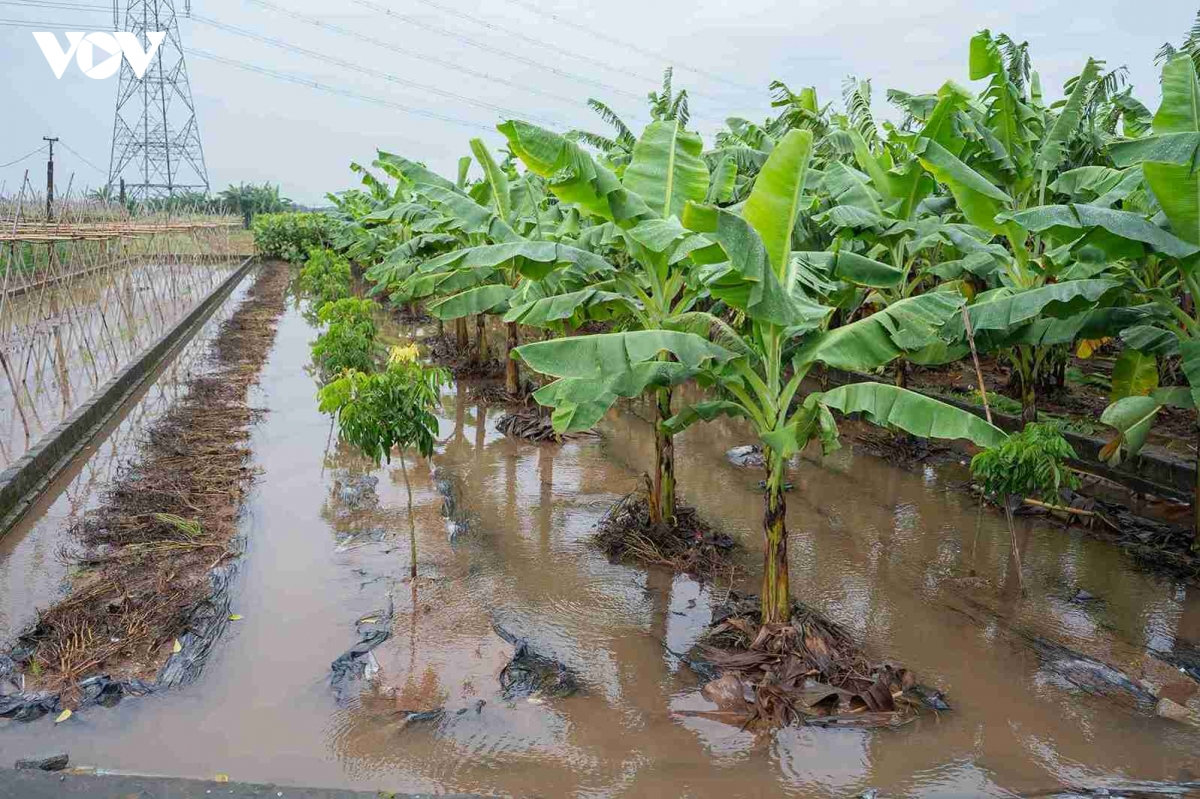 bão số 4 khiến 3.667 ha lúa bị ngập, hưng yên vận hành 126 trạm bơm tiêu phòng úng hình ảnh 3 bao so 4 khien 3.667 ha lua bi ngap, hung yen van hanh 126 tram bom tieu phong ung hinh anh 3