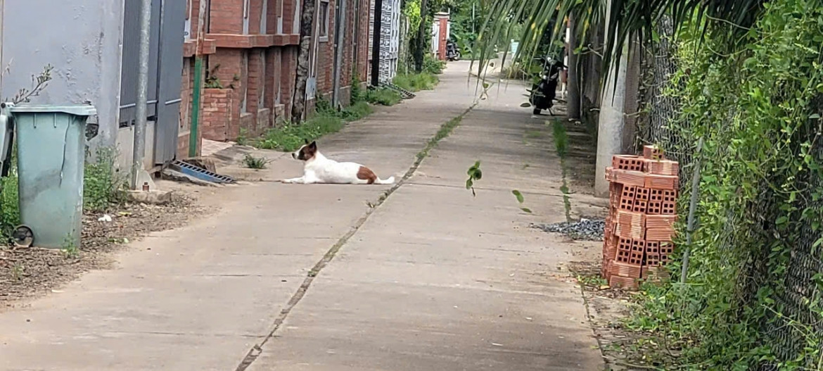 dịch bệnh dại bùng phát, cần mạnh tay xử lý chó, mèo thả rông hình ảnh 2 dich benh dai bung phat, can manh tay xu ly cho, meo tha rong hinh anh 2