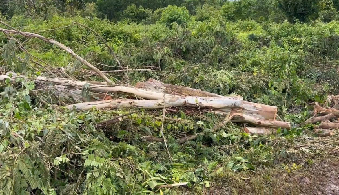 vấp ngã khi phụ cưa cây, chủ nhà ở Đồng nai bị cây đè tử vong hình ảnh 1 vap nga khi phu cua cay, chu nha o Dong nai bi cay de tu vong hinh anh 1