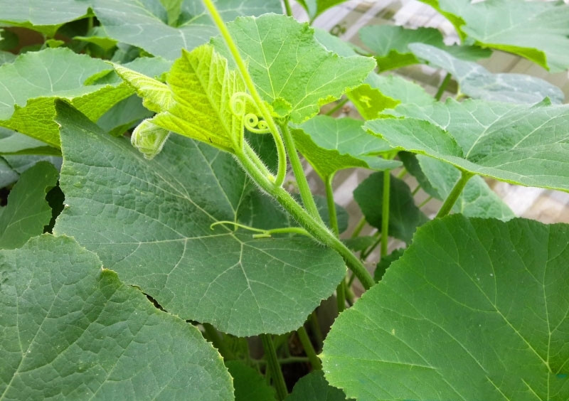 rau bi co gi dac biet ma duoc vi nhu kho duong chat hinh anh 1
