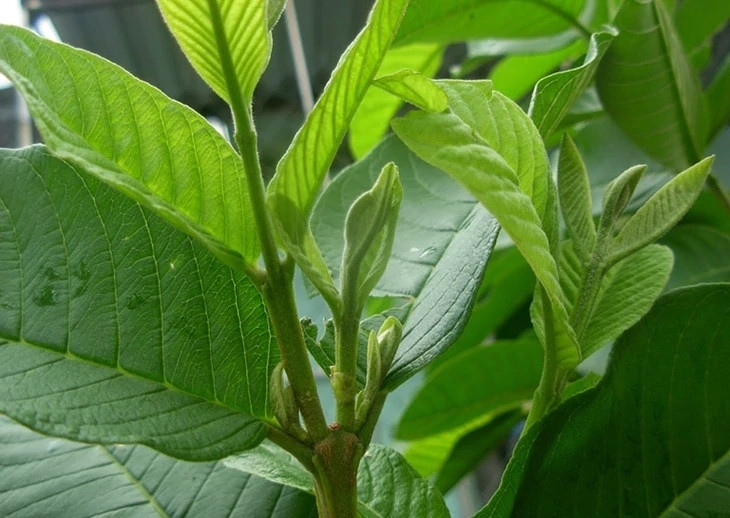 Lá ổi, nhất là lá non và búp non, chứa tanin, flavonoid cùng nhiều hợp chất thực vật có hoạt tính chống oxy hóa.