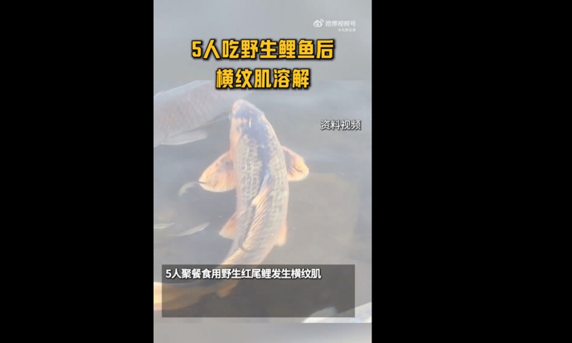 trung quốc ghi nhận chùm ca bệnh haff liên quan cá chép hình ảnh 1 trung quoc ghi nhan chum ca benh haff lien quan ca chep hinh anh 1