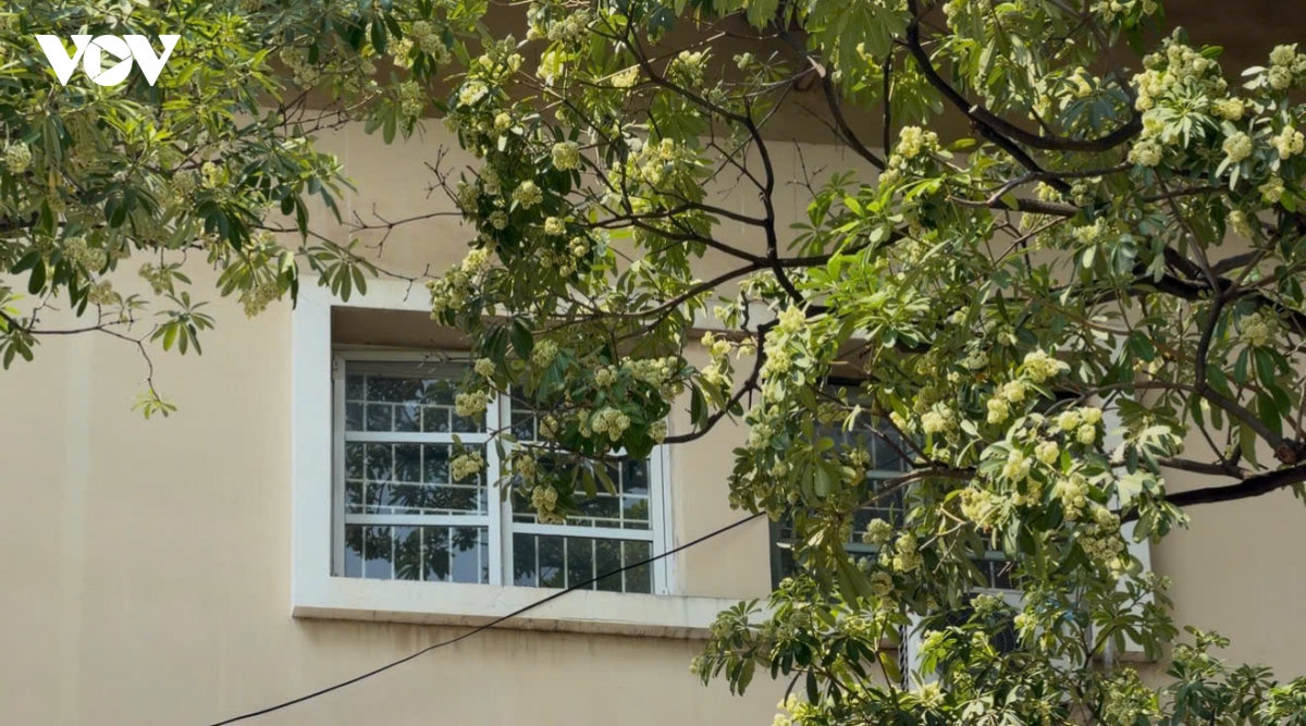 hoa sữa hà nội và câu chuyện hài hòa trong không gian đô thị hình ảnh 1 hoa sua ha noi va cau chuyen hai hoa trong khong gian do thi hinh anh 1