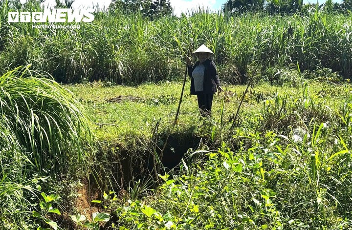 Chỉ tay về phía khoảng đất trống ven sông vừa bị dòng nước ngoạm mất phân nửa, bà Nguyễn Thị Liên (trú thôn An Lạc) chua xót chia sẻ về tổn thất lớn của gia đình. Gia đình bà Liên sở hữu khoảng 2.000 m² đất sản xuất ven sông Trà Khúc, từ bao đời nay chủ yếu trồng keo và mì để kiếm thu nhập trang trải cuộc sống.