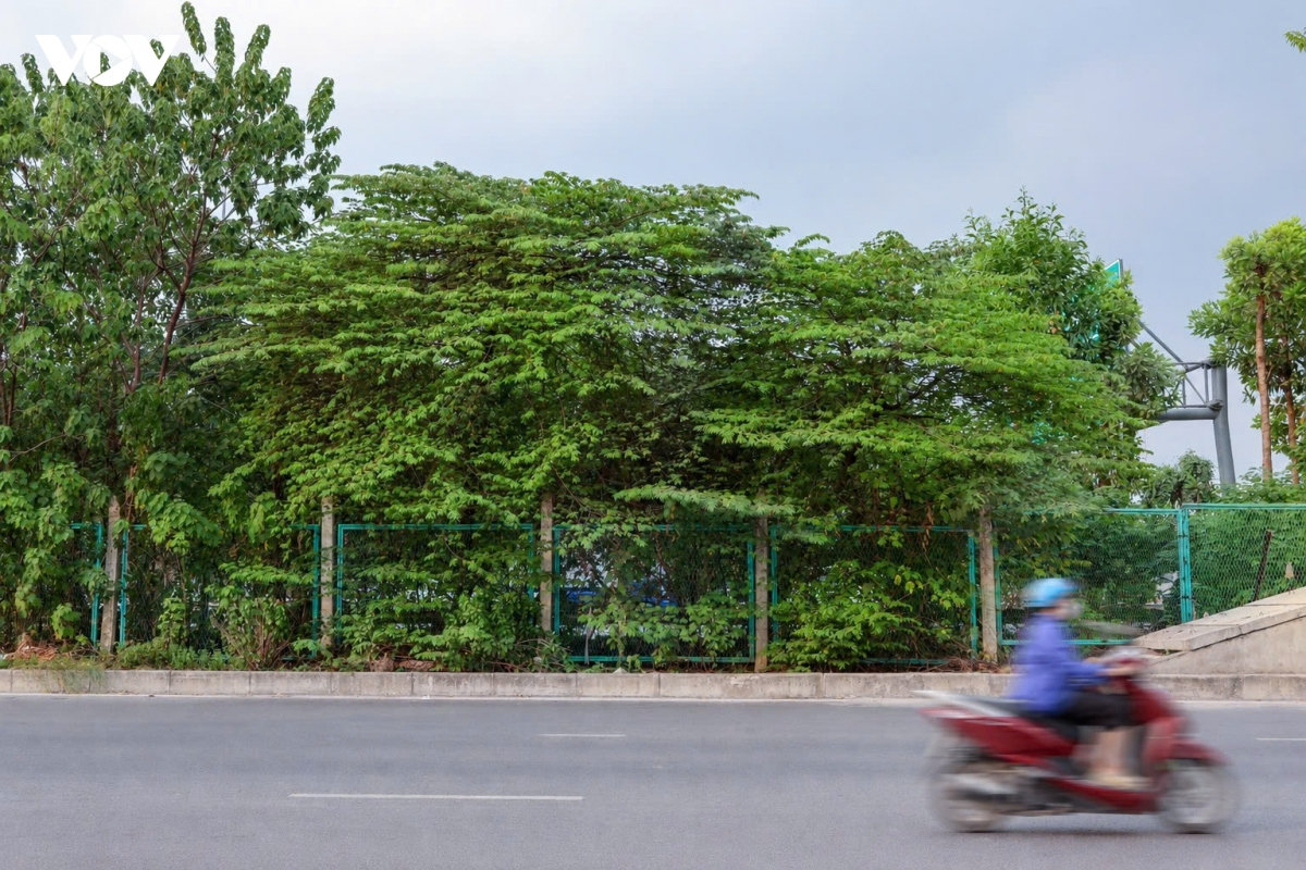 nhieu loai cay quen thuoc tren pho o ha noi nam trong danh muc cam trong hinh anh 2