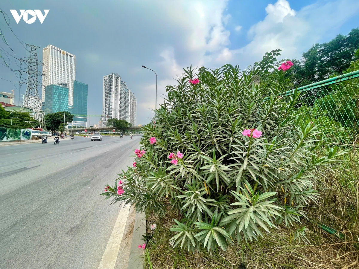 nhieu loai cay quen thuoc tren pho o ha noi nam trong danh muc cam trong hinh anh 12