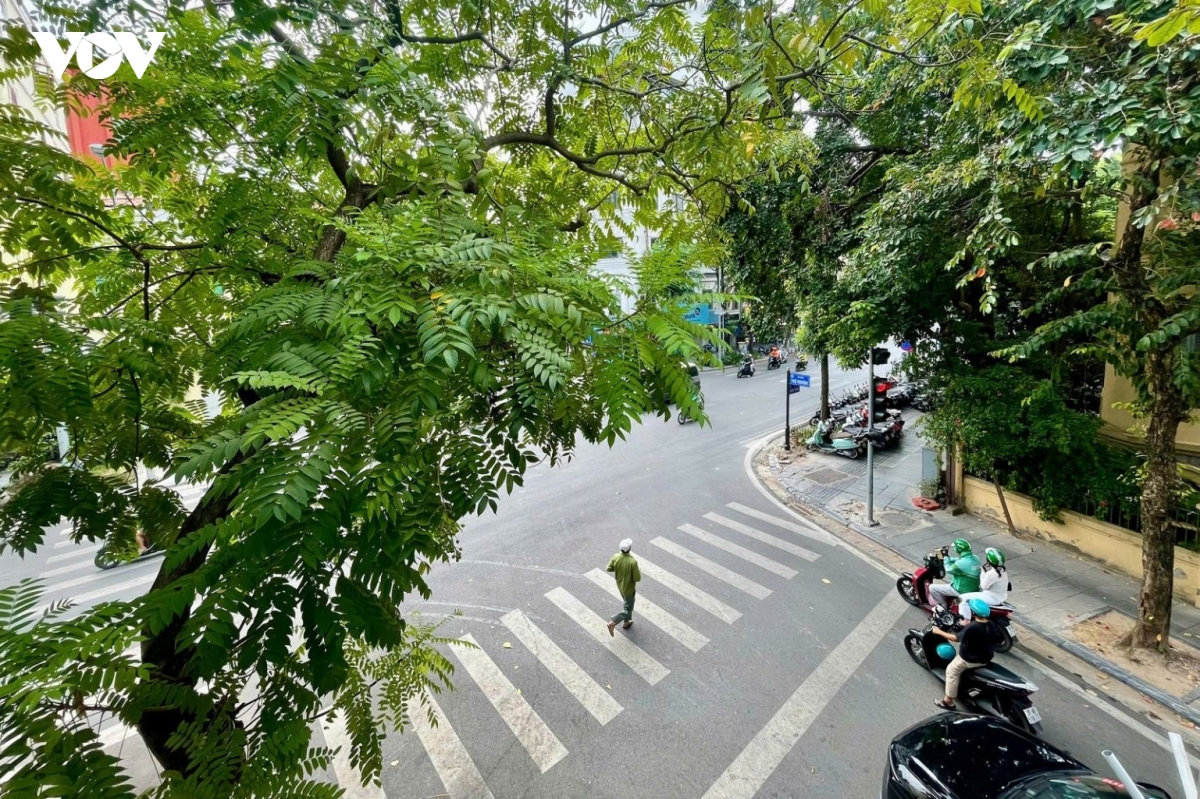 nhieu loai cay quen thuoc tren pho o ha noi nam trong danh muc cam trong hinh anh 3
