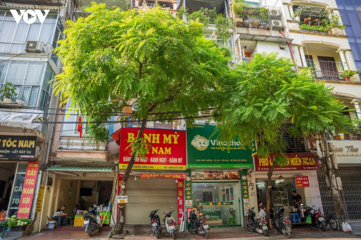 nhieu loai cay quen thuoc tren pho o ha noi nam trong danh muc cam trong hinh anh 5