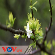 Sự tích mùa xuân
