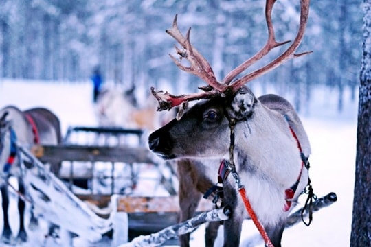 Vì sao Phần Lan vẫn là quốc gia hạnh phúc nhất thế giới?