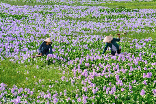Có một làng quê Quảng Nam đẹp đến nao lòng
