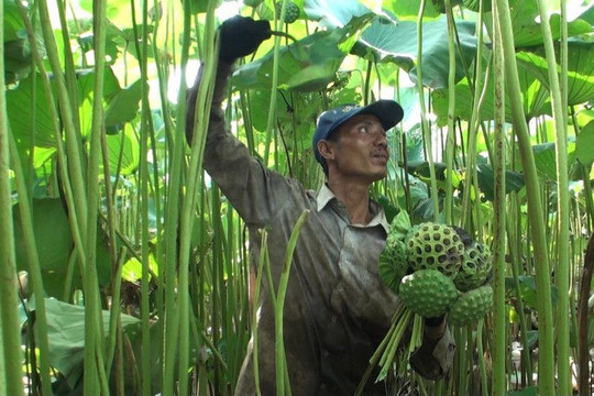 Thu cả trăm triệu đồng mỗi vụ từ trồng sen khổng lồ lấy hạt