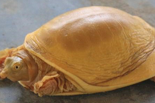 Nepal xuất hiện rùa vàng cực hiếm, thế giới mới thấy 5 con