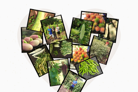 "Làm nông nghiệp sạch giúp tôi thoát khỏi sự trì trệ do Covid-19"