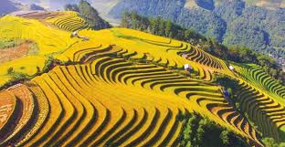 Ruộng bậc thang Mù Cang Chải - điểm nhấn của tuyến du lịch Tây Bắc (8/10/2020)