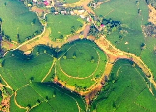 Khám phá đồi chè Long Cốc - "Vịnh Hạ Long" vùng Đất Tổ