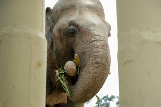 Chú voi cô đơn nhất thế giới đến nhà mới ở Campuchia với phí vận chuyển gần nửa triệu USD