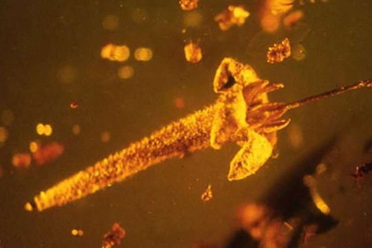 Những loài thực vật kỳ lạ nhất hành tinh