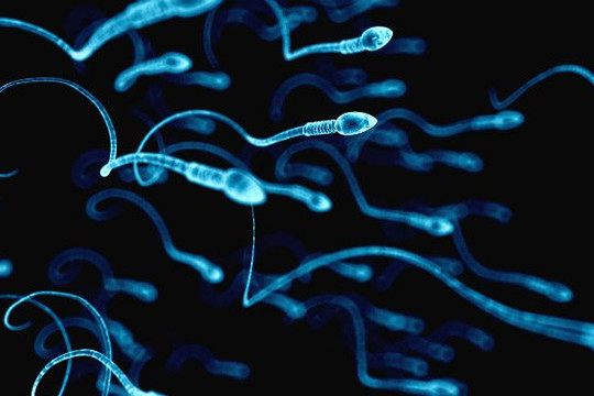 Ít tinh trùng ảnh hưởng đến sức khỏe sinh sản nam giới như thế nào?