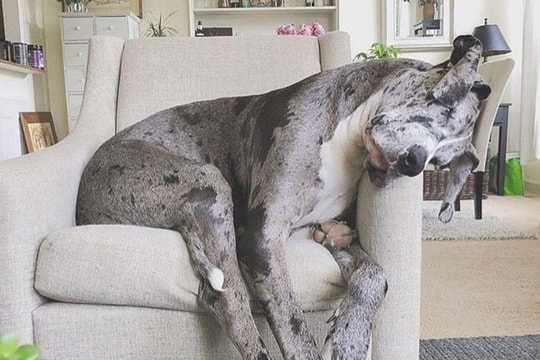 Những khoảnh khắc ngộ nghĩnh minh chứng động vật có thể ngủ "mọi lúc mọi nơi"