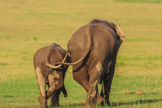 Những khoảnh khắc hài hước nhất của các loài động vật