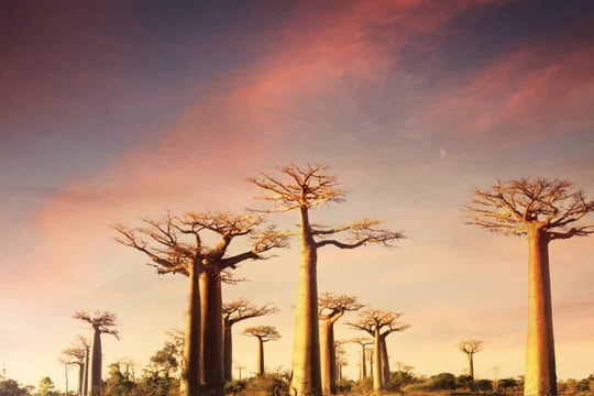 Chiêm ngưỡng những loài thực vật độc đáo trên thế giới