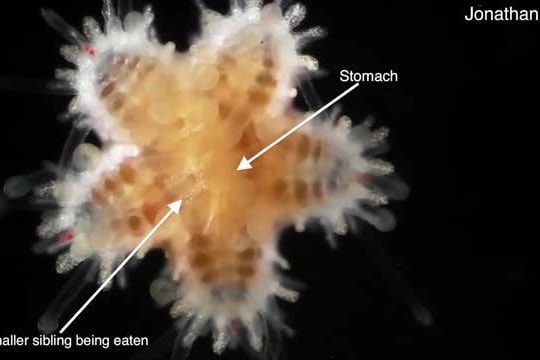 Sao biển đói ăn thịt chính anh em của mình để sinh tồn
