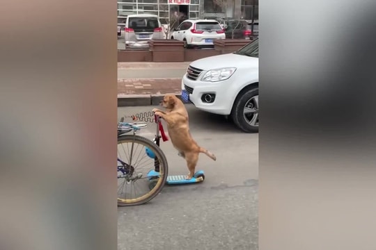 Chú chó giữ thăng bằng trên xe scooter cực kỳ điêu luyện
