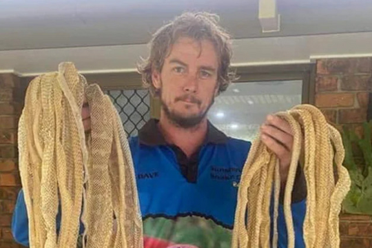 Rắn leo lên mái nhà dân 'thay áo', để lại hơn 50 bộ da