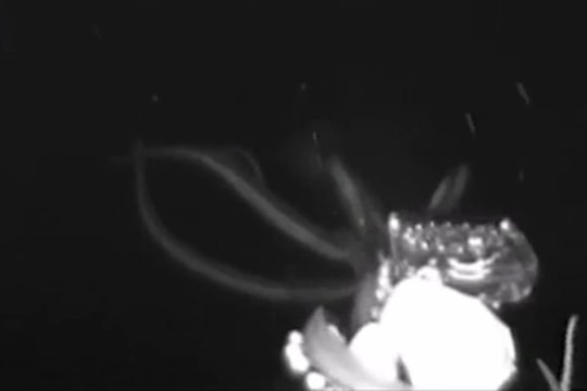 Video hiếm ghi lại cảnh mực khổng lồ săn mồi dưới đáy đại dương
