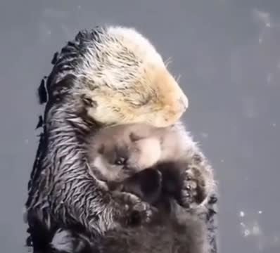 Tan chảy trước khoảnh khắc mẹ con rái cá nằm ôm nhau ngủ trên mặt nước
