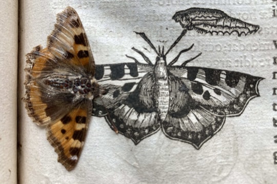 Cánh bướm 400 năm tuổi vẹn nguyên trong sách cổ