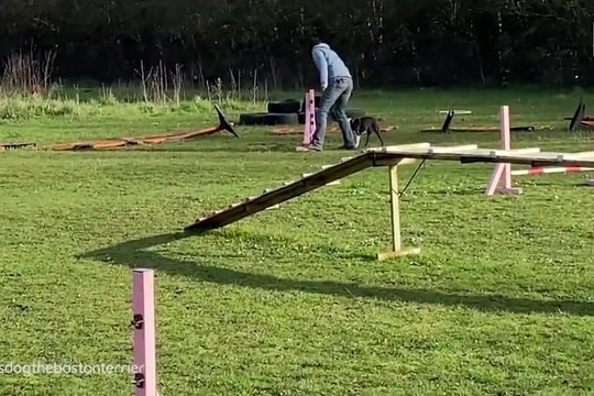 Chú chó mù Boston Terrier vẫn thi đấu thành công trong cuộc thi vượt chướng ngại vật
