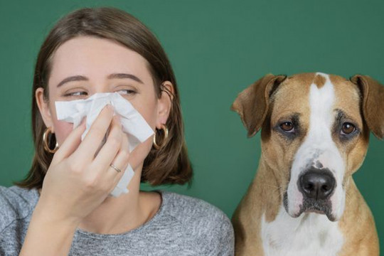 Người viêm mũi xoang, viêm họng dị ứng có nên nuôi thú cưng?